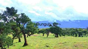Mystical curved trees in Fanal