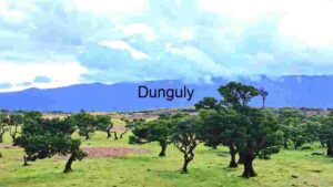 Old Twisted Laurel Trees