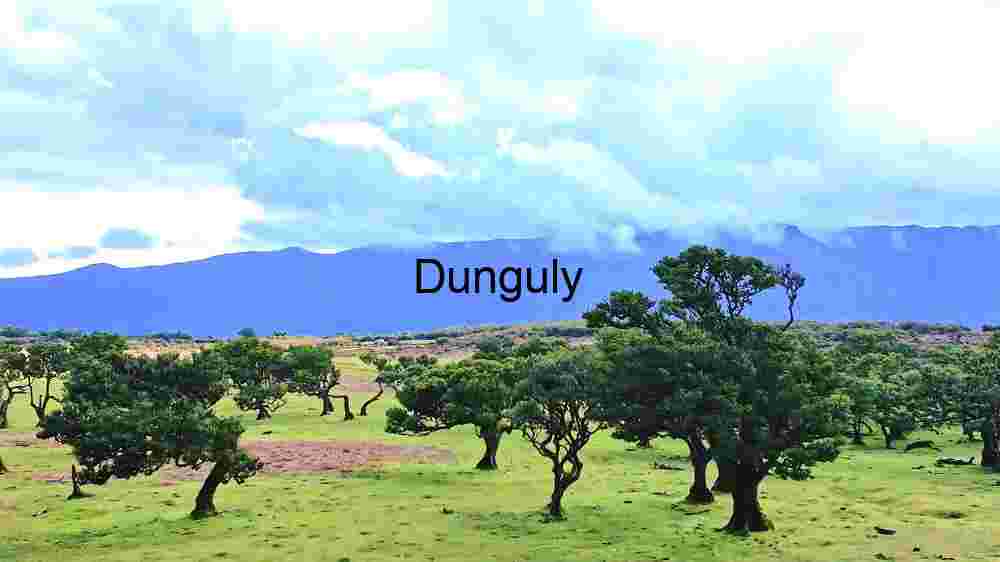 Old Twisted Laurel Trees