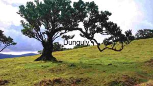 Virgin Nature with Ancient Mystic Trees