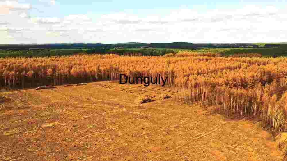 Deforestation of Pine Forest