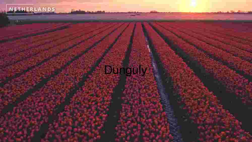 Tulip Lavender Fields