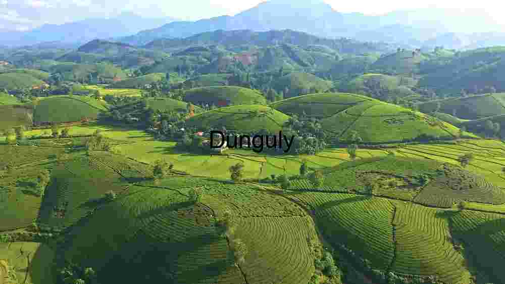Valley of Hills Tea plantation