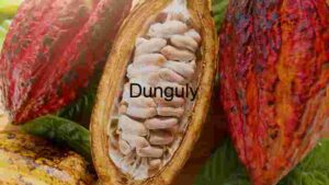 Everyone Loves (Raw) Chocolate