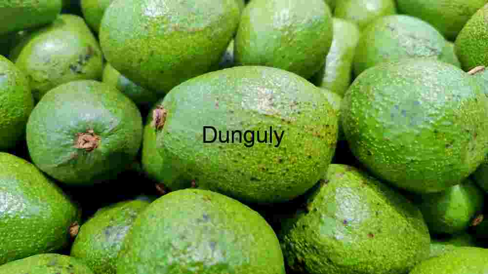 Avocado Fruits for Background