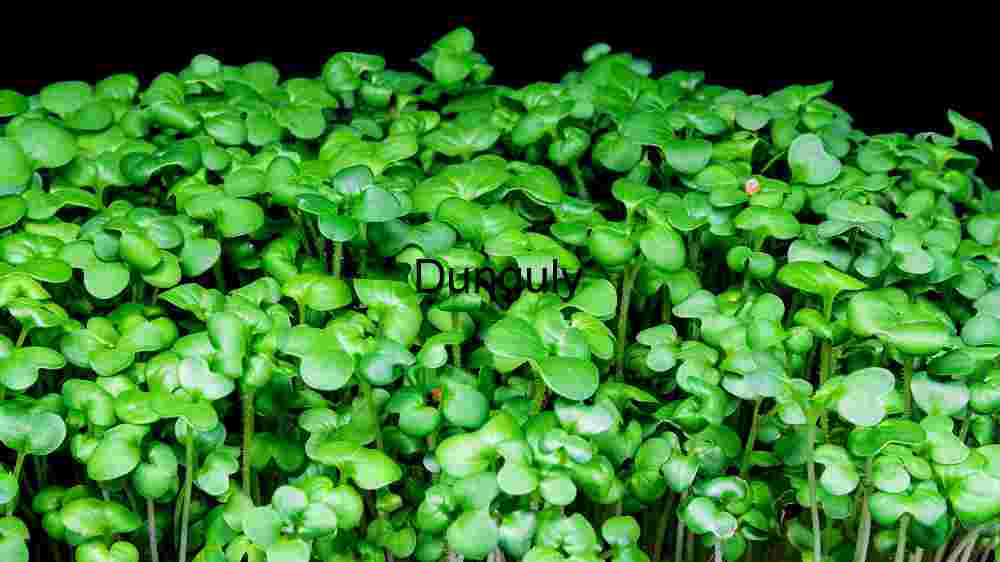 Arugula Microgreens Sprouts Moving