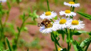A Bee Collects Pollen on a Chamomile