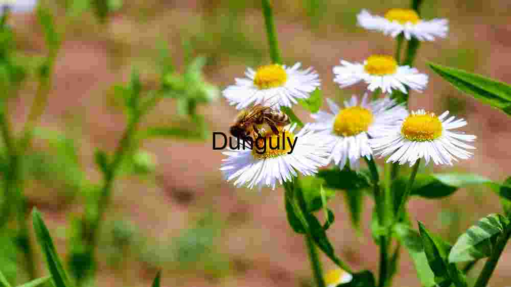 A Bee Collects Pollen on a Chamomile