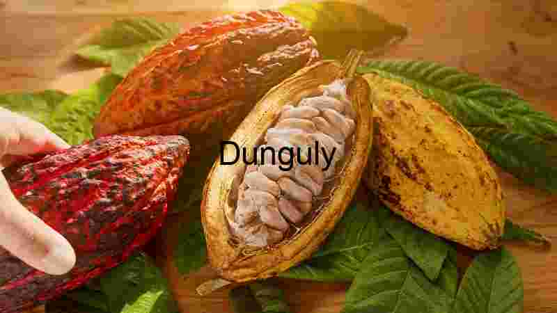 Cocoa Beans and Cocoa Pod