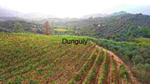 Verdant Vineyard Valleys: A Study in Agriculture and Scenery
