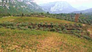 Panoramic View of Agriculture and Nature