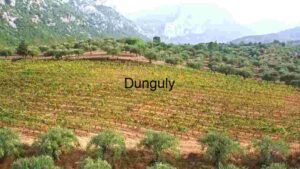 Verdant Vineyard Valleys: A Study in Agriculture and Scenery