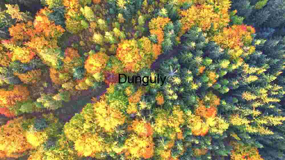 Autumn's Aerial Tapestry: A Burst of Seasonal Colores