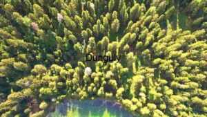 Aerial Panorama of a Vibrant Forest Ecosystem