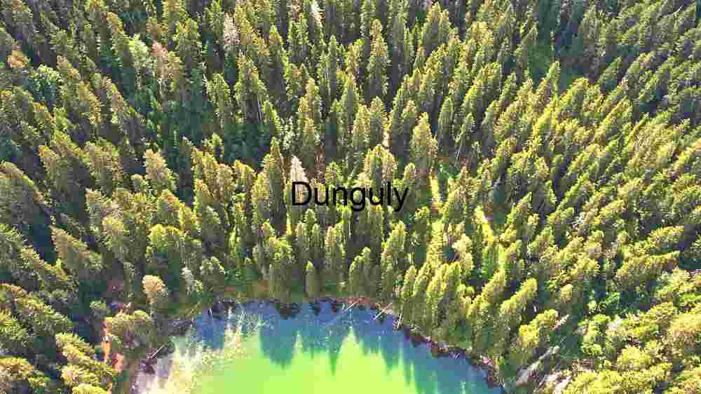 a Vibrant Forest Ecosystem