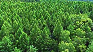 Verdant Expanse: Aerial View of a Lush Pine Forest