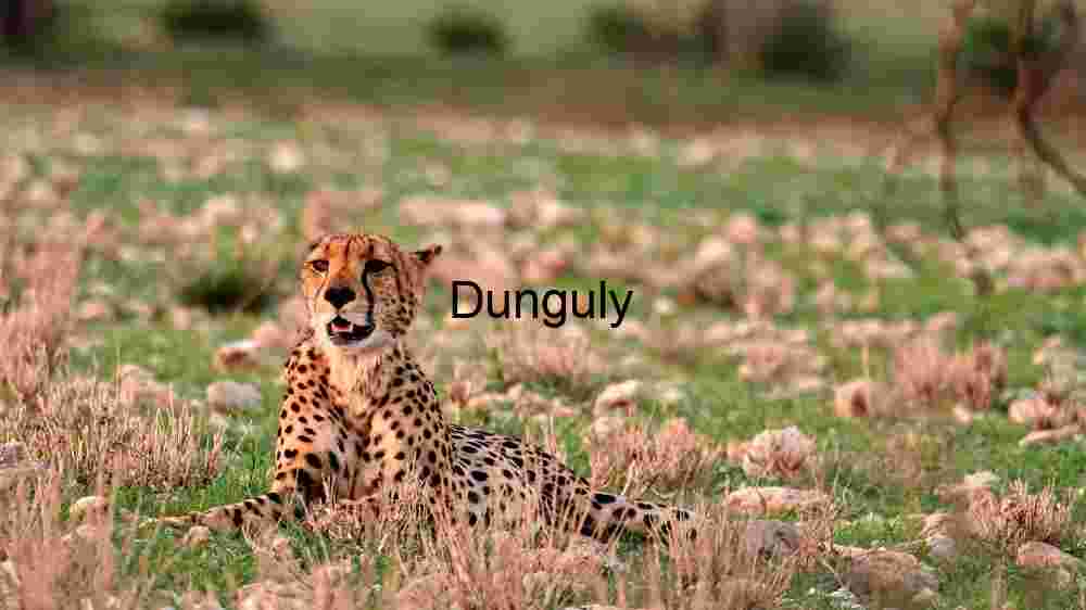 Majestic Cheetah in Repose: A Study of Grace and Speed in Nature