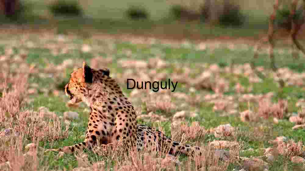 Cheetah in pose: Jungle Nature