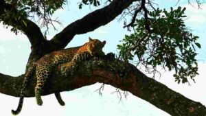 Leopard Lazing on a Limb at Dusk
