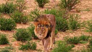 Majestic Lion in its Natural Habitat