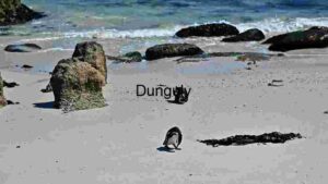 Penguins- Seaside Sojourn: A Glimpse of Wildlife on the Shore