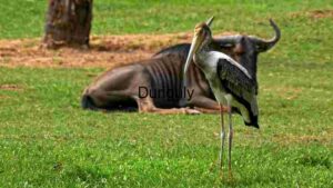 Graceful Stork and Resting Wildebeest in Savannah