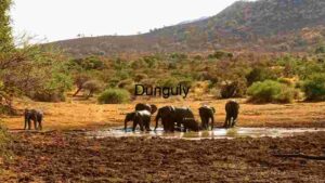 Elephant Herd at the Watering Hole