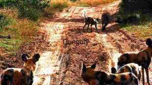 Wild Dogs on a Dusty African Trail