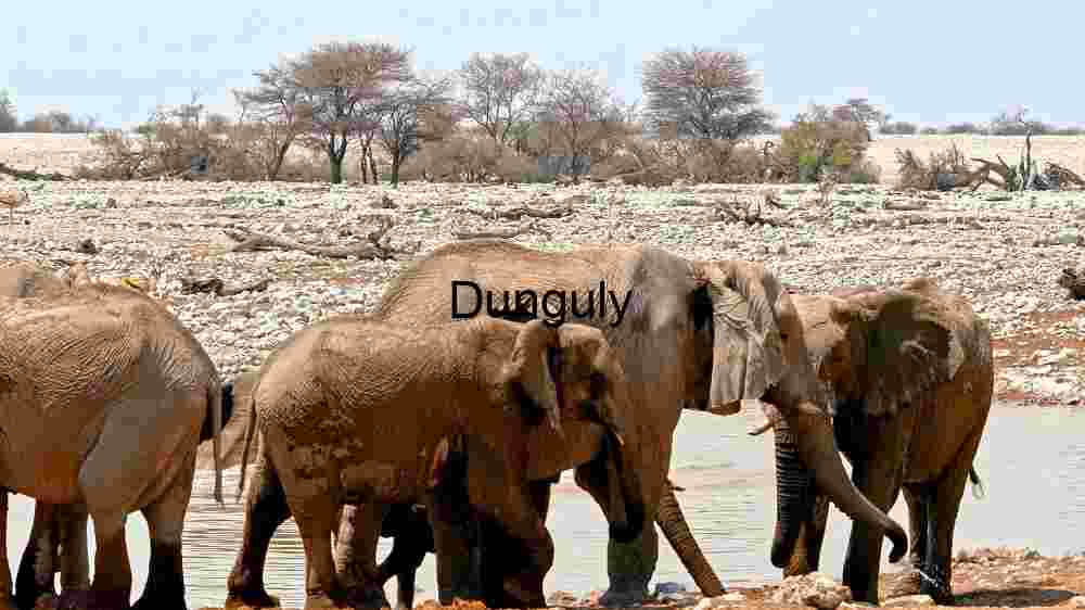 Elephant Herd at a Watering Hole in the African Savannah