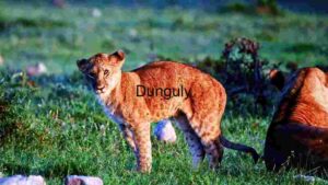 Young Lion Cub Exploring the Savanna