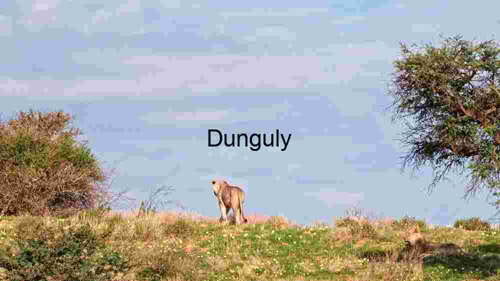 Serenity in the Wild: Lions Resting Amidst the Savanna