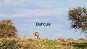 Lion King From Back When Moving Forward