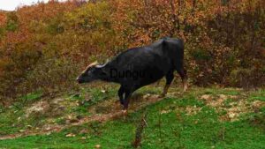 Majestic Black Bull in Autumn Landscape