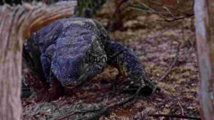 Majestic Reptile in its Natural Habitat