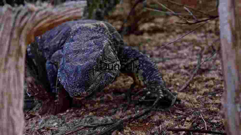 Majestic Reptile in its Natural Habitat