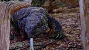 Reptile in its Natural Habitat