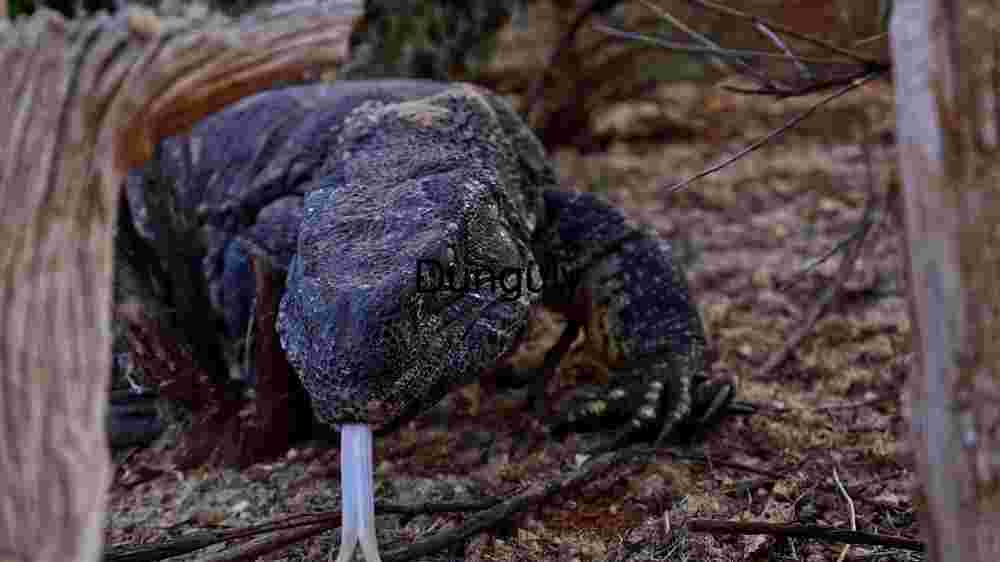 Reptile in its Natural Habitat