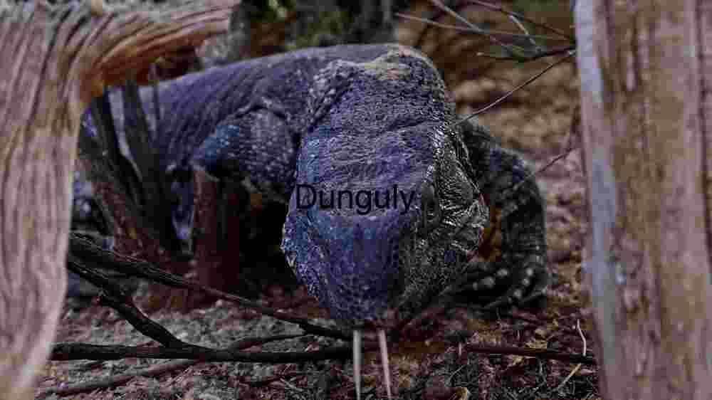 Majestic Reptilian Gaze: A Close Encounter with a Komodo Dragon