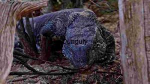 Close Encounter with a Komodo Dragon