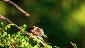 Kingfisher Perched on a Branch