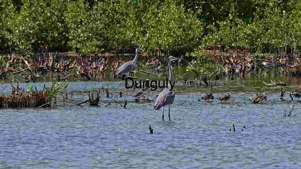 Wetland Ecosystem: A Haven for Birdlife