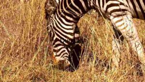 Striped Elegance in the Wild: A Zebra's Habitat