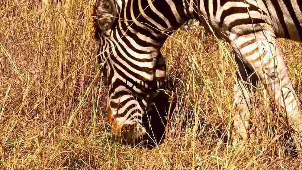 Striped Elegance in the Wild: A Zebra's Habitat