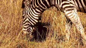 Zebra Grazing : Close capture