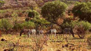 Zebras Grazing in the Wild: A Glimpse of African Savannah