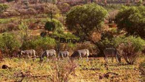 Zebras Grazing in the Wild in a Team
