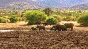 Elephant Family at the Watering Hole