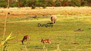 Savannah Sanctuary: A Glimpse of African Wildlife