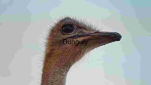 Close-up of an Ostrich: Nature's Majestic Avian