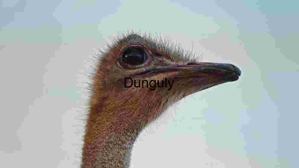 Close-up of an Ostrich: Nature's Majestic Avian